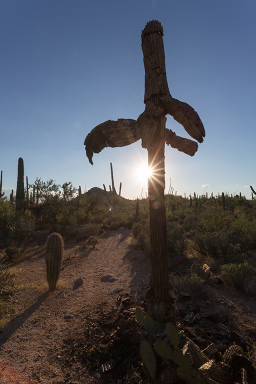 10-20 - 13.jpg - Saguaro National Park, West Part